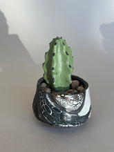 Load image into Gallery viewer, SampleHAUS Littles: Phoenix Rising