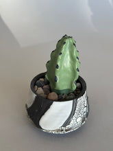 Load image into Gallery viewer, SampleHAUS Littles: Phoenix Rising