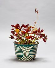 Load image into Gallery viewer, Medium Cachepot Planter - Made to Order
