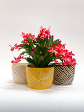 Load image into Gallery viewer, Medium Cachepot Planter - Made to Order
