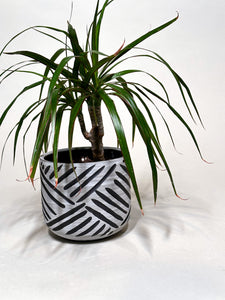 Alabaster Zulu Cachepot Planter - Tongan Weave