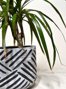 Alabaster Zulu Cachepot Planter - Tongan Weave