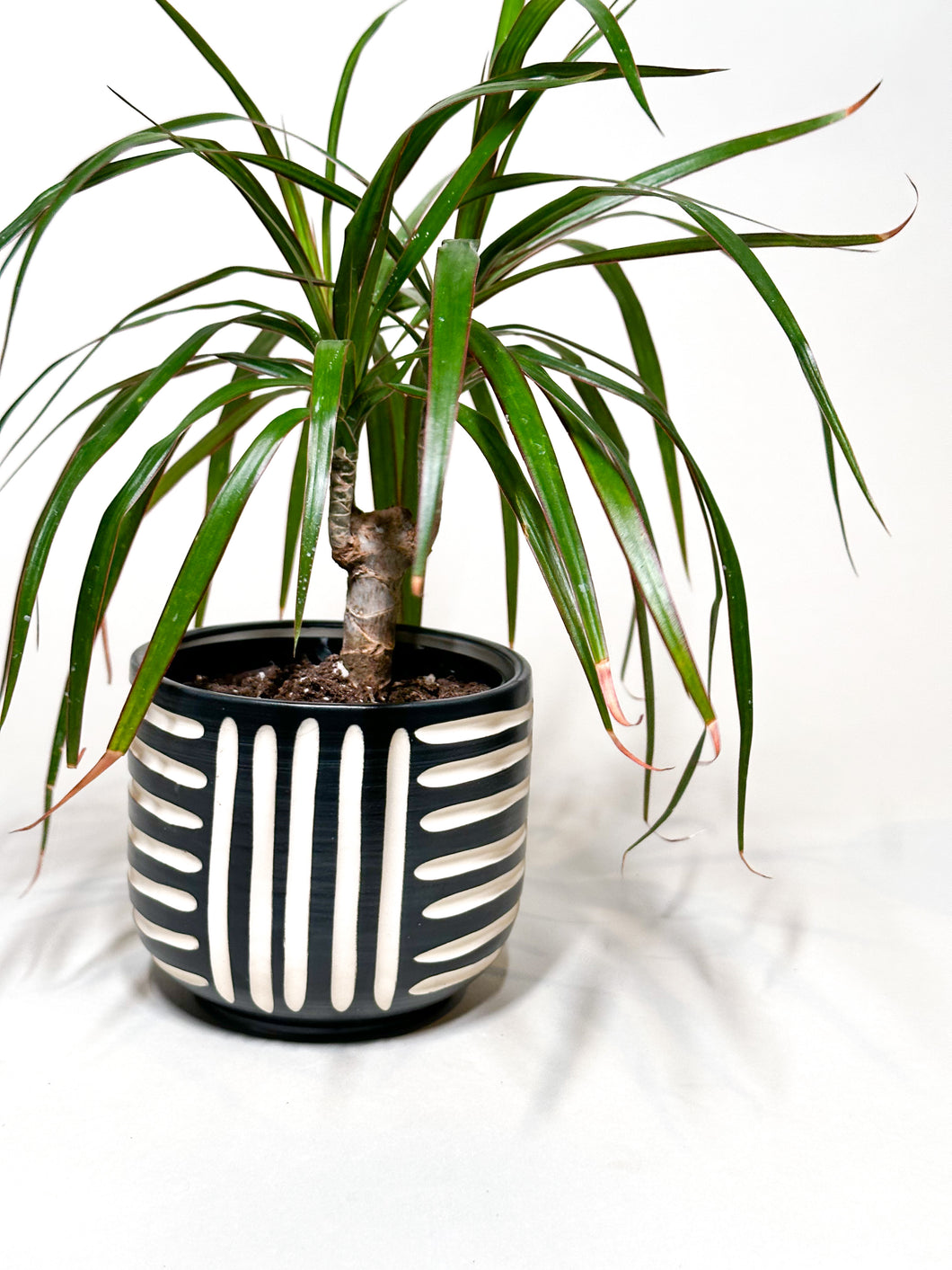 Satin Black Zulu Cachepot Planter - Ciaro Connection