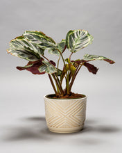 Load image into Gallery viewer, Medium Planter w/ Plate - Made to Order
