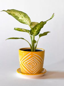 Small Planter w/ Plate - Made to Order