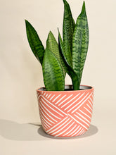 Load image into Gallery viewer, Flawed Large Cachepot Planter - Blush
