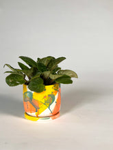 Load image into Gallery viewer, Bahama Mama - Small Planter w/ Drainage - Made to Order
