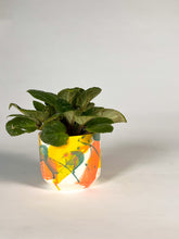 Load image into Gallery viewer, Bahama Mama - Small Planter w/ Drainage - Made to Order
