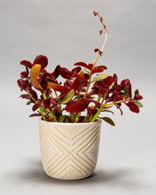 Load image into Gallery viewer, Small Cachepot Planter - Made to Order
